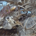 Lion Deer Kill