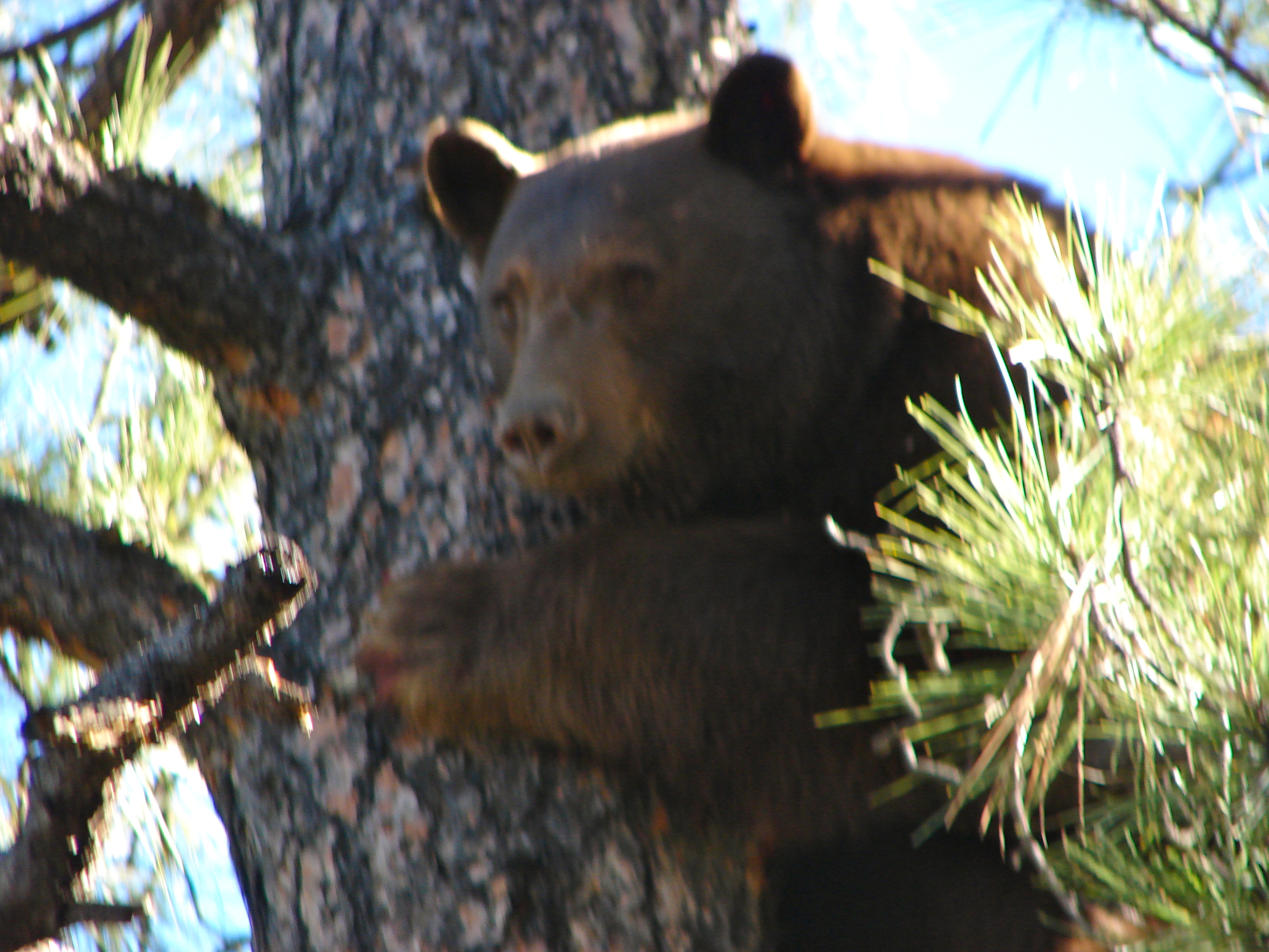 NEW MEXICO BEAR SEASON ENDS EARLY