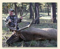 large-elk