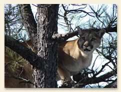 lion-in-tree