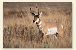 pronghorn-antelope